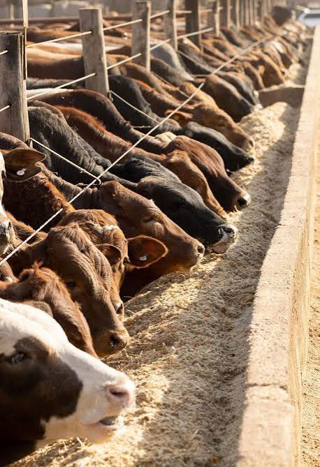 used conveyor belt used to create livestock feed trough