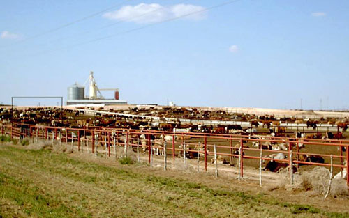 used conveyor belt used to create livestock feed trough